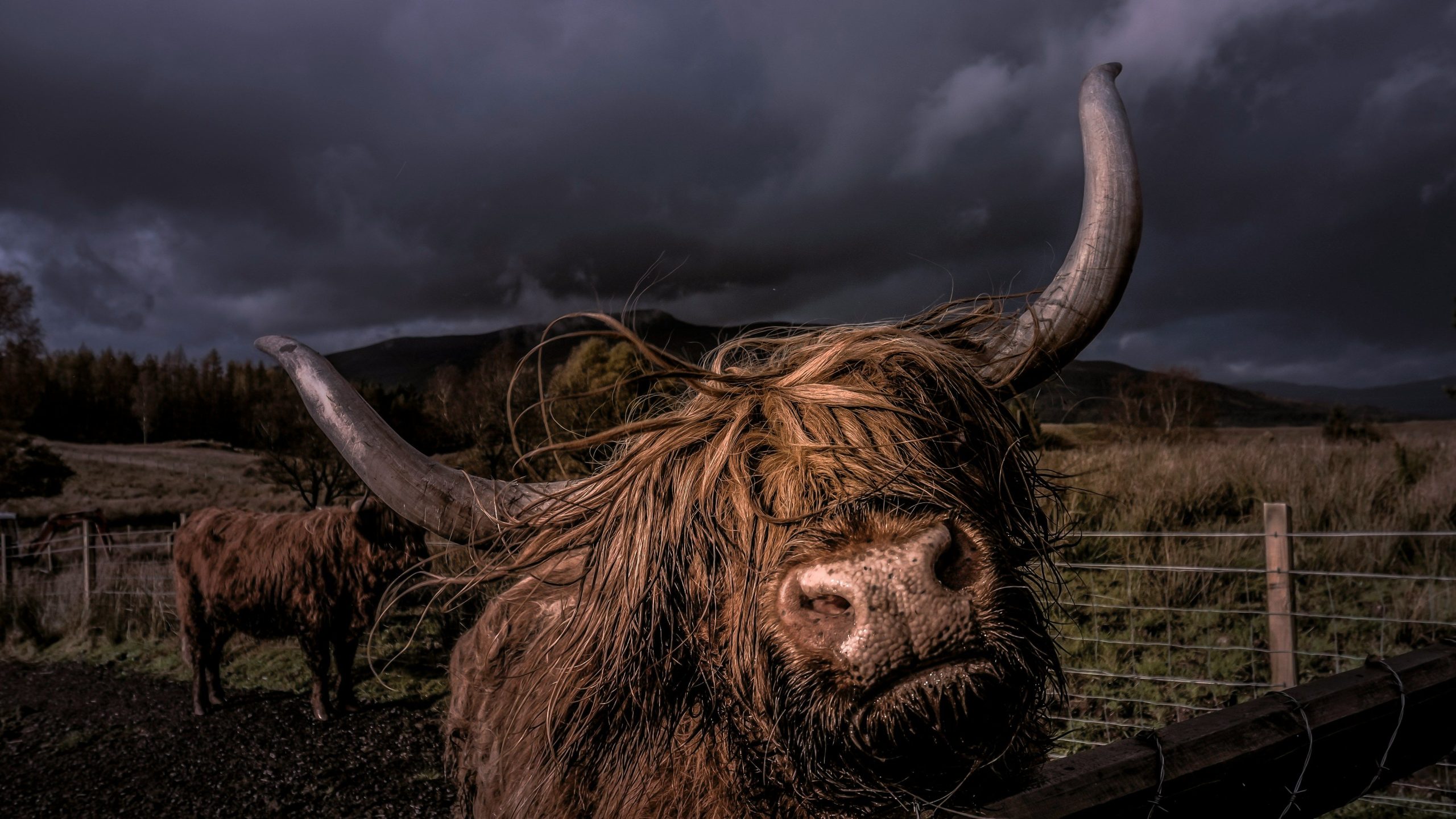 Bitcoin Bull Tom Lee Sees BTC Reaching as High as 0K by Year-End