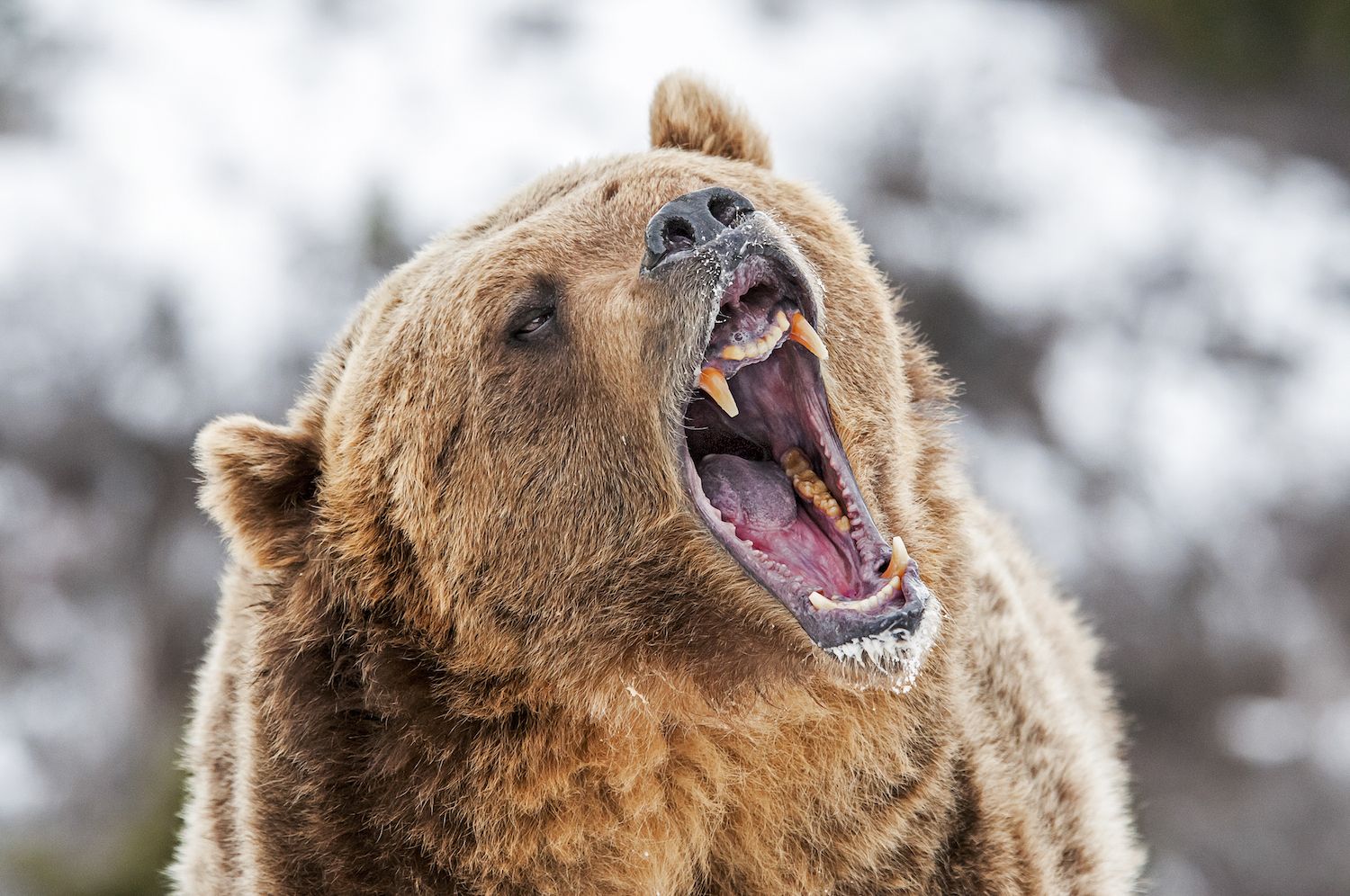 Crypto Sell-Off Worsens With XRP, SOL, DOGE Down 20%, Traders See More Pain Ahead of US Open