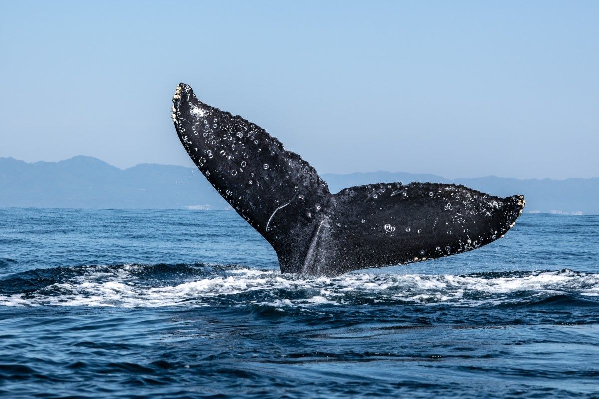 Hyperliquid Loses M After Whale’s Over 0M Ether Trade Unwinds