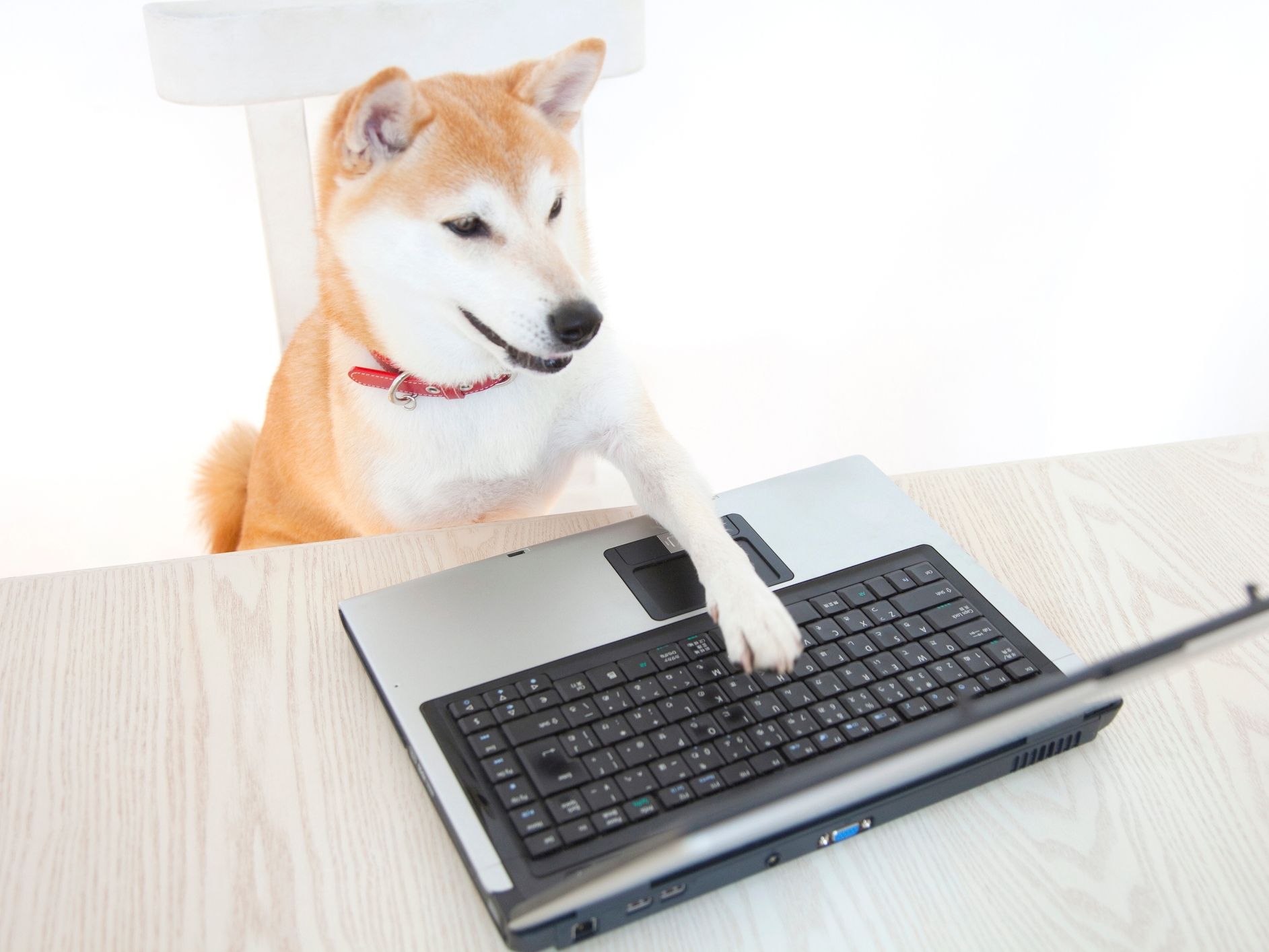 ‘No DOGE in D.O.G.E.’, Says Dogecoin Proponent Elon Musk