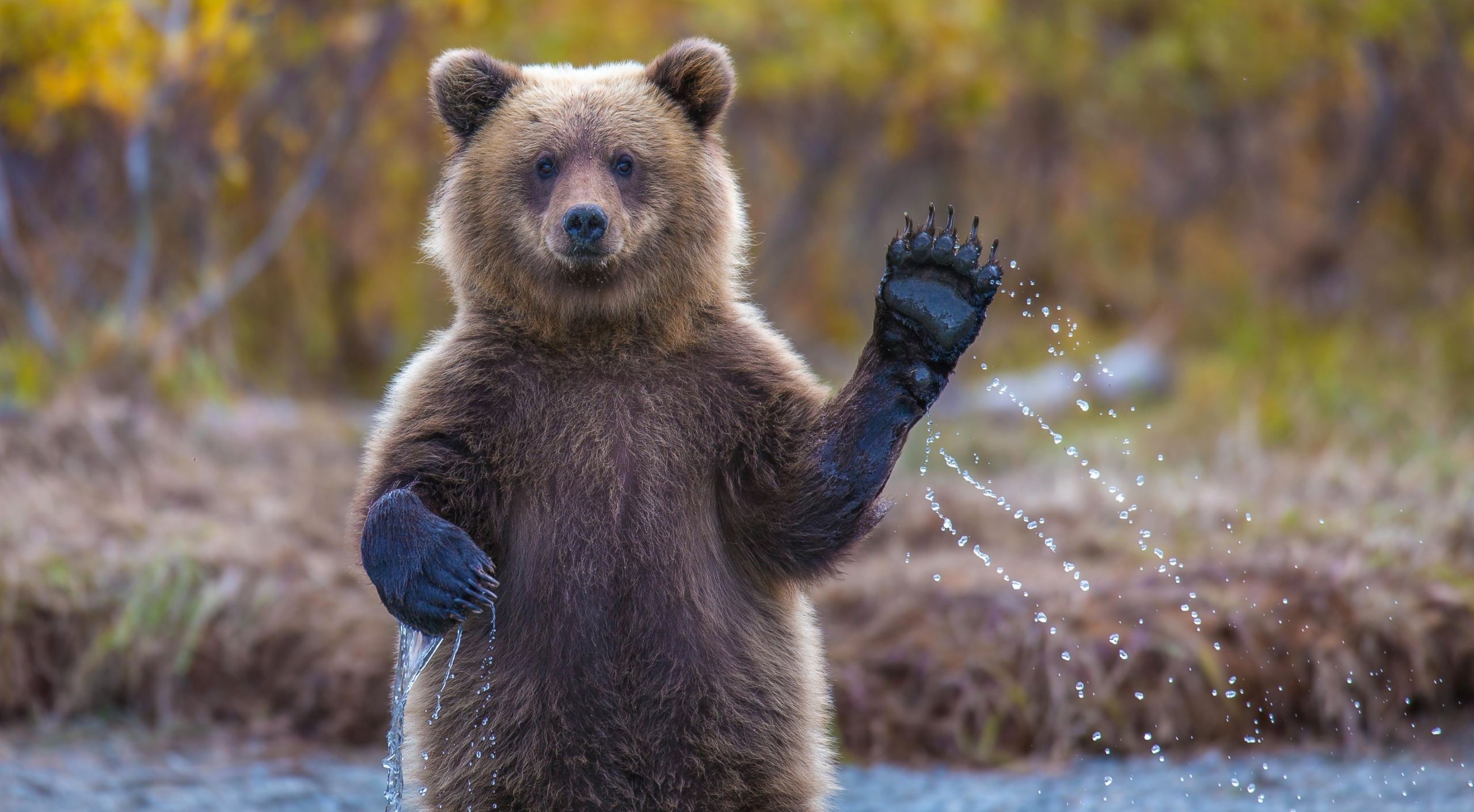 Solana, Dogecoin, XRP Plunge 10% as Bloody Start to Week Sees 0M Long Liquidations