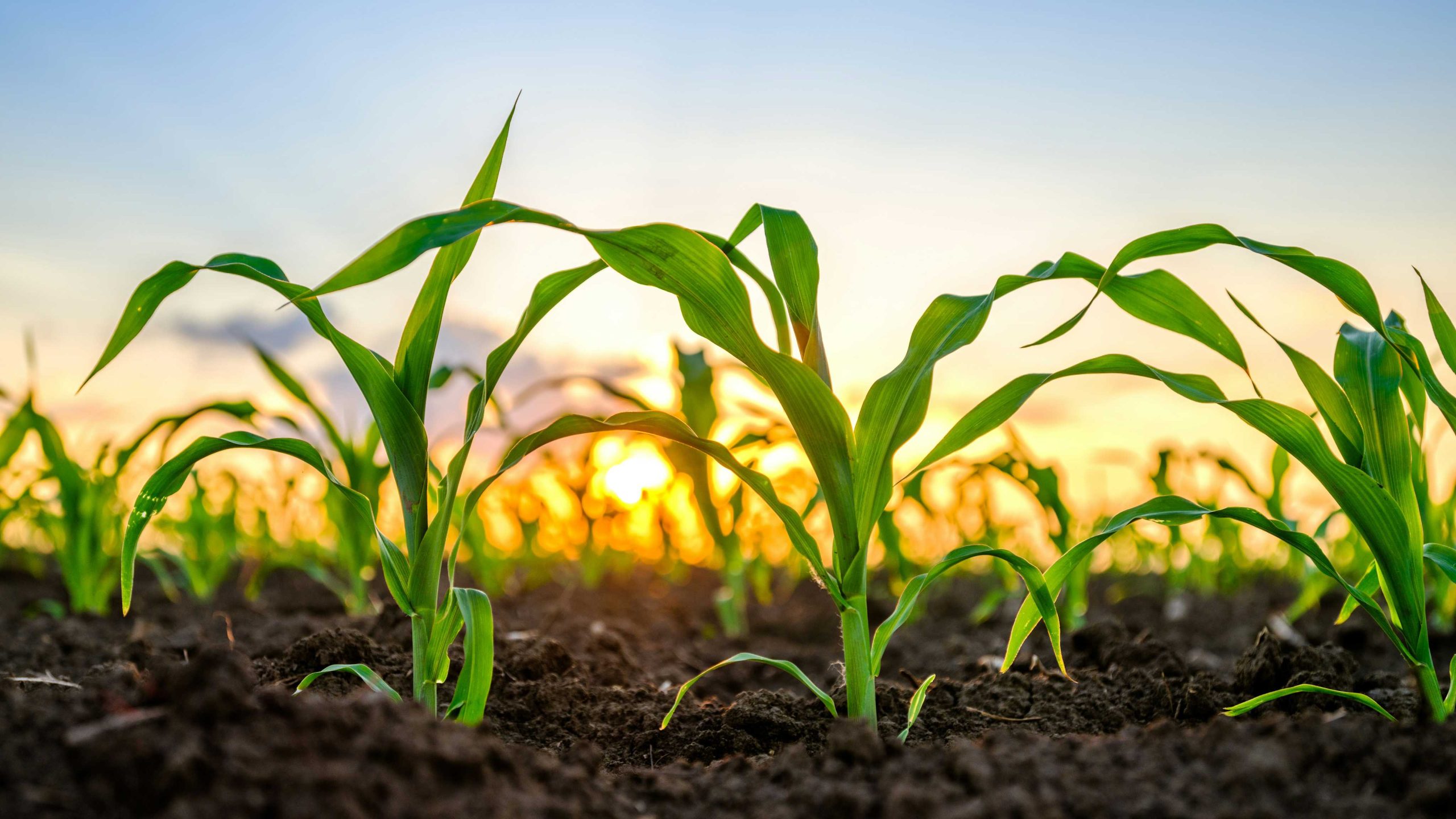Tether Made ‘Unsolicited’ Bid for Majority Stake in B LatAm Agribusiness Adecoagro