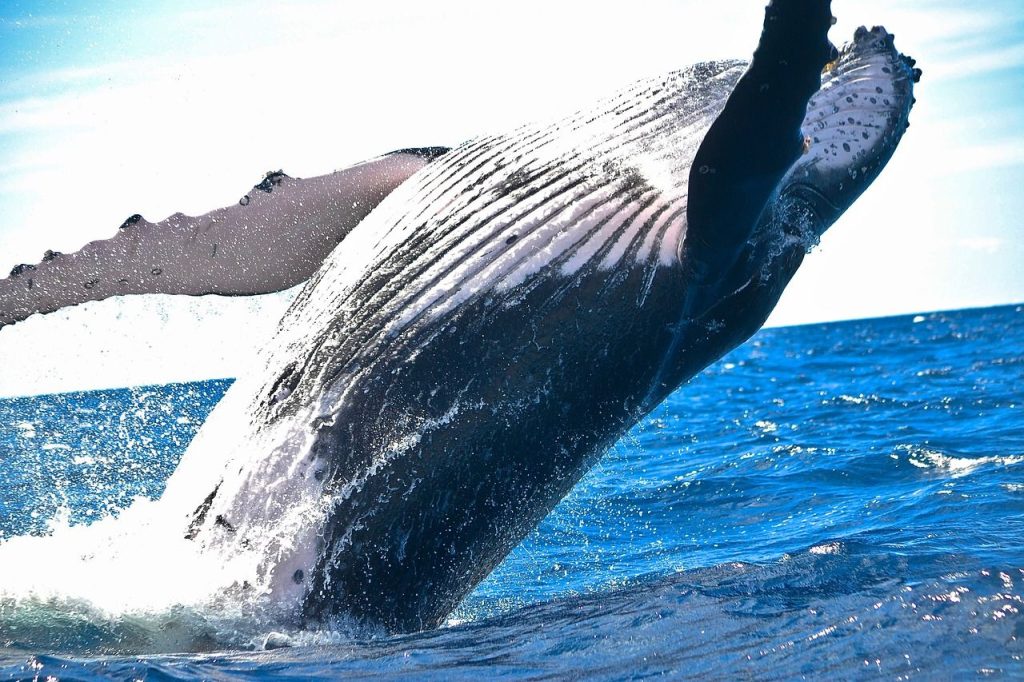 XRP Records Highest Ever ‘Whale’ Activity as 7-Day Price Gains Near 100%